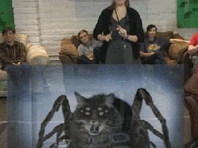 tally_spidercat-reaction.gif
